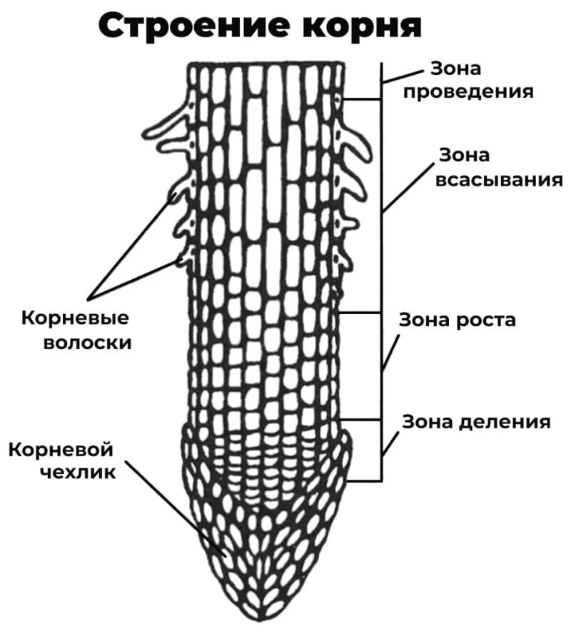 Строение корня зоны. Клеточное строение корня строение. Клеточное строение молодого корня зоны корня. Внутреннее строение корня ткани.