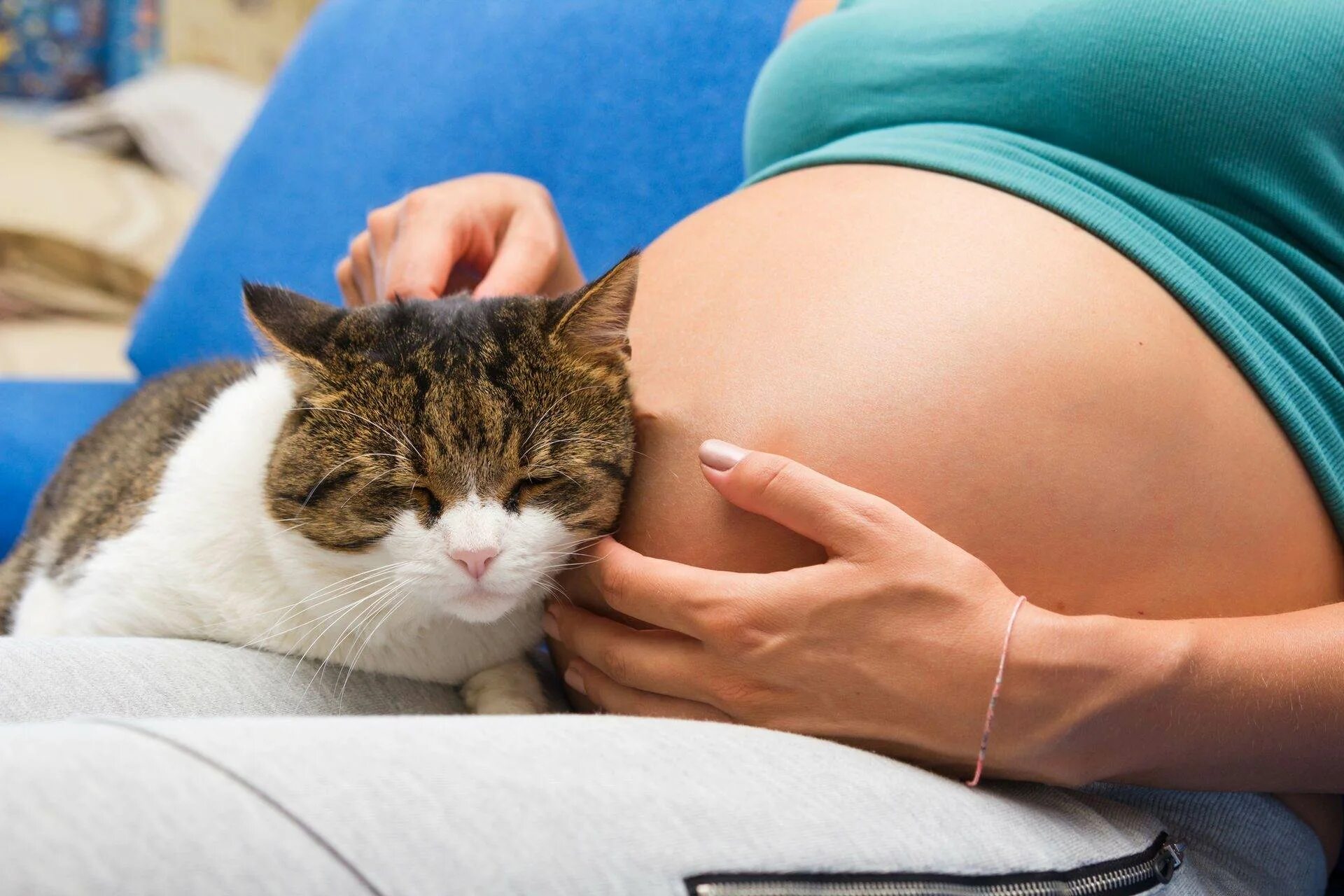 Беременность кошки. Беременная с котом. Коты и беременные женщины. Кошечка беременная женщина.