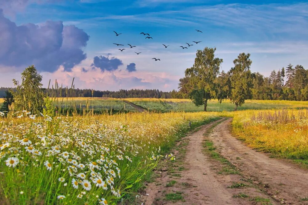 Полдень в городе. Родное поле. пейзаж фото лето. летний полдень в поле. август поля красивые.