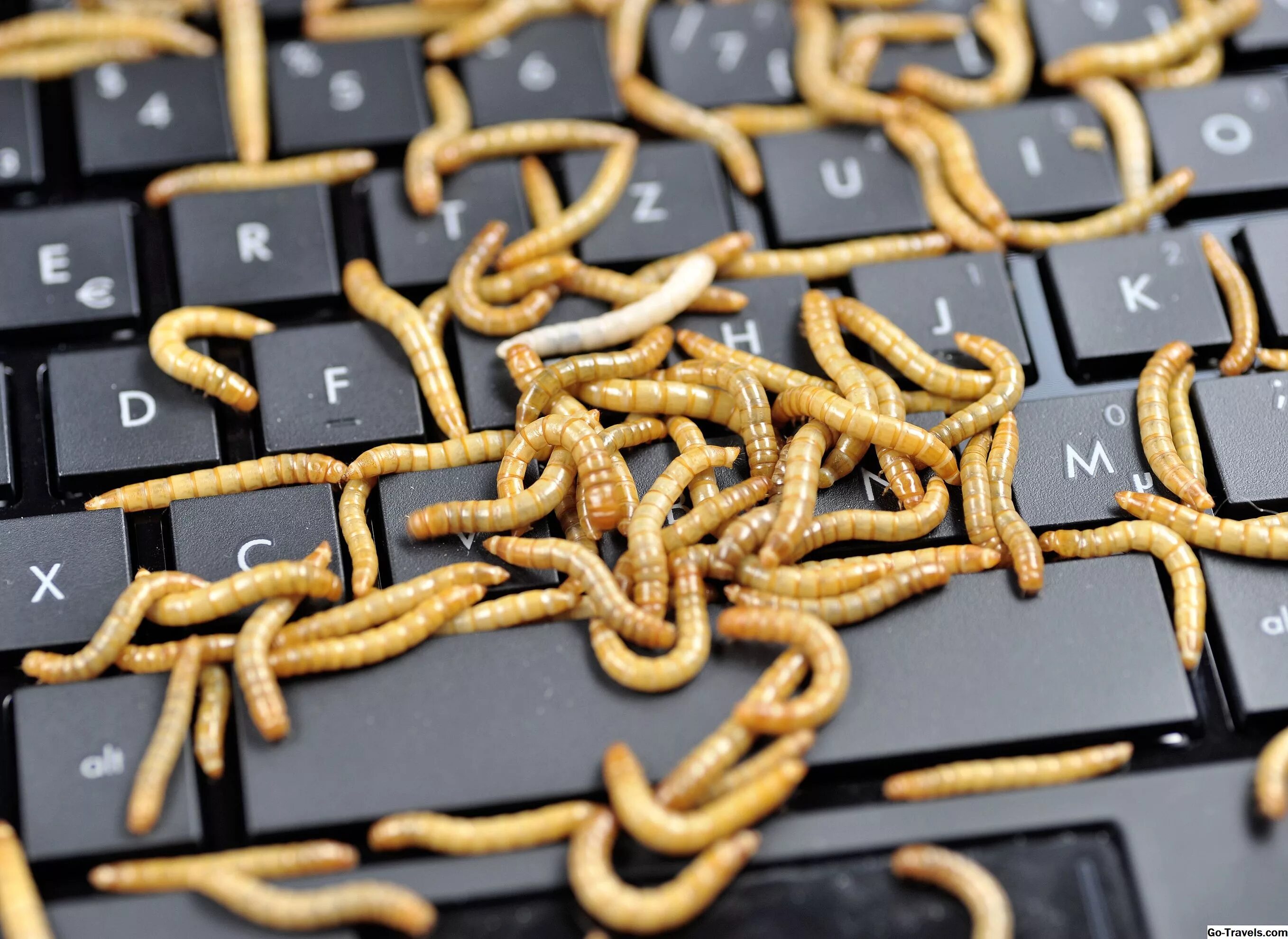 Компьютерные червяки. Сетевой червь. Компьютерные червяки. Компьютерные вирусы черви. Worm вирус.