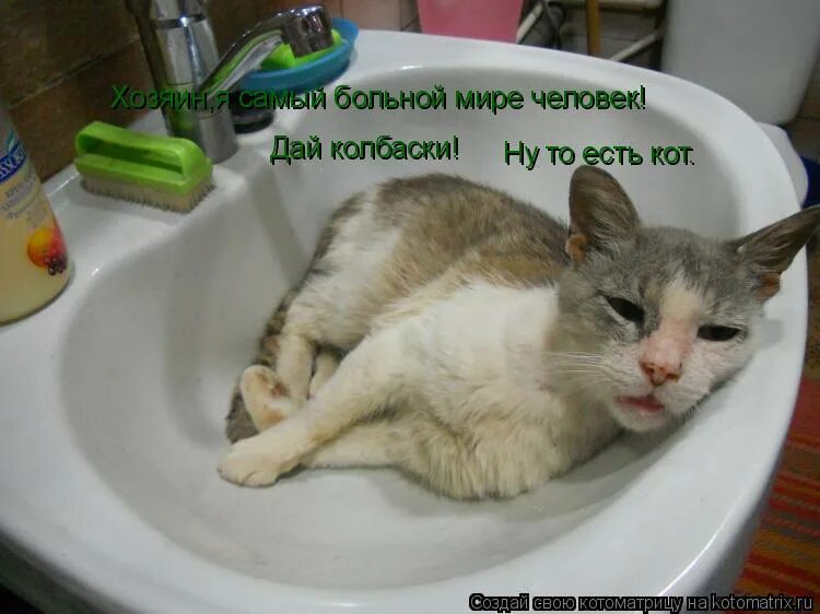 пожалуйста. дай колбасу. подайте на сигареты. ну дай колбаски. кот жмотяра.