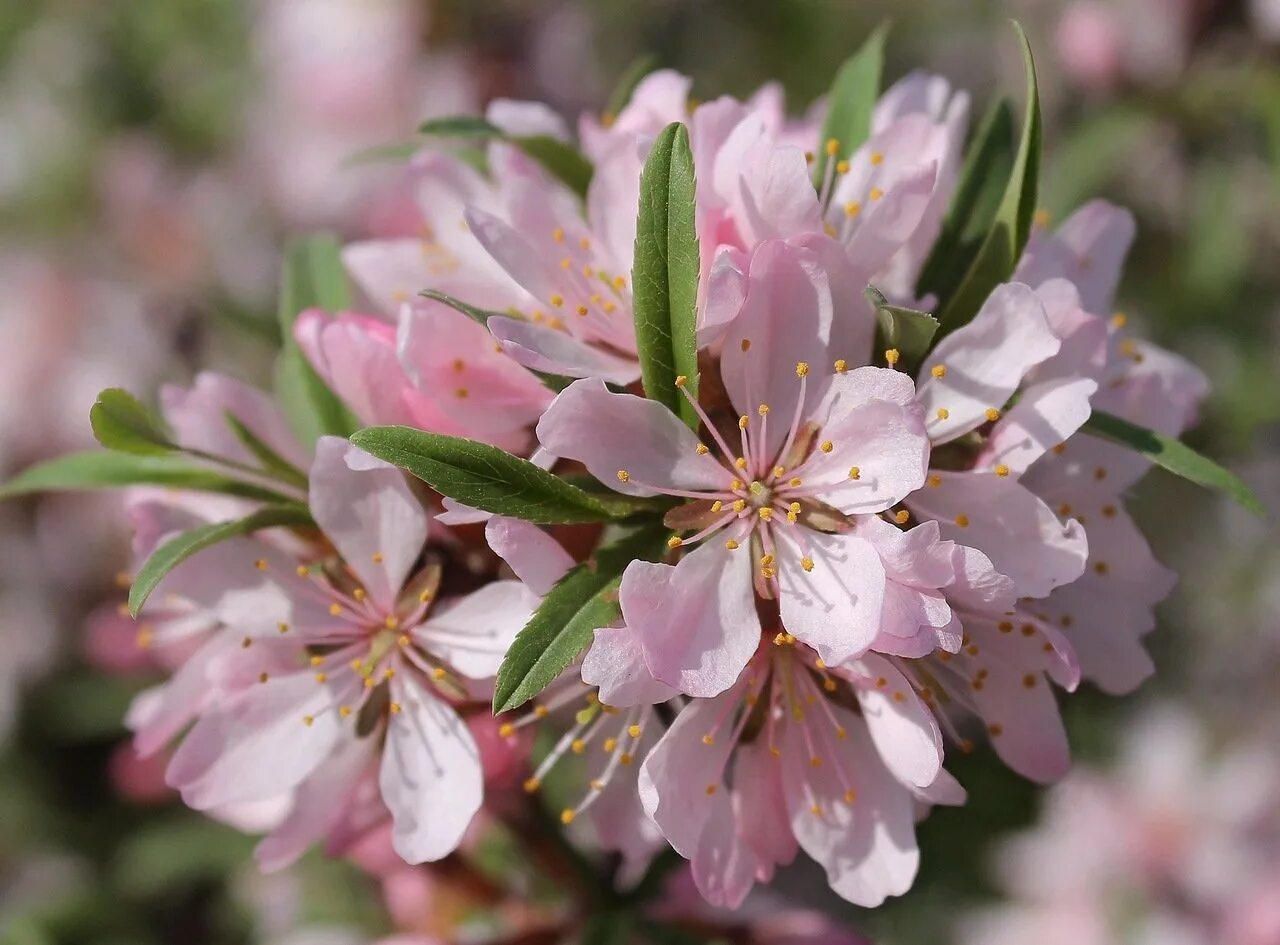 Миндаль простой. Миндаль Степной бобовник. Миндаль Степной (Prunus tenella). Миндаль Ледебура. Миндаль бобовник куст.