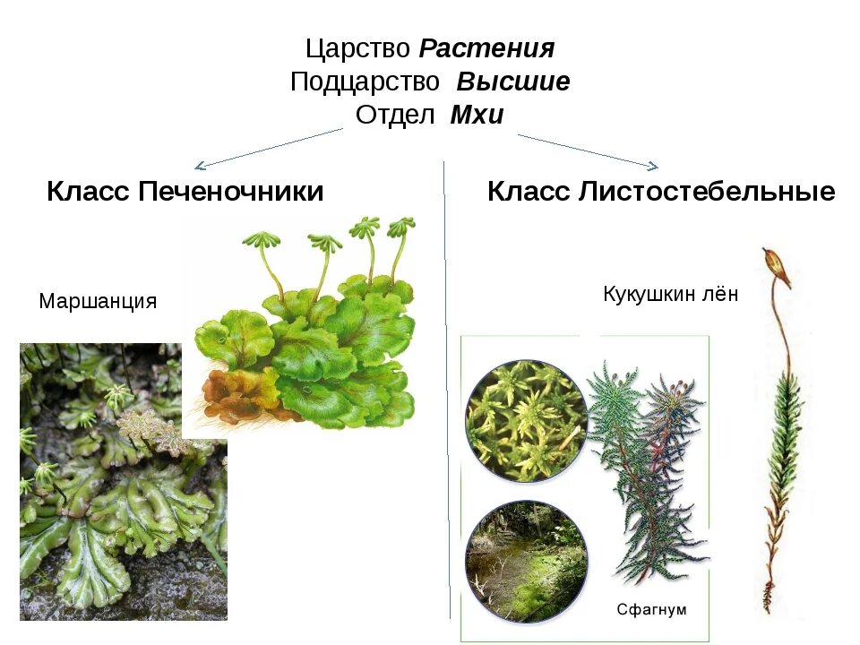 К какому царству относится растение