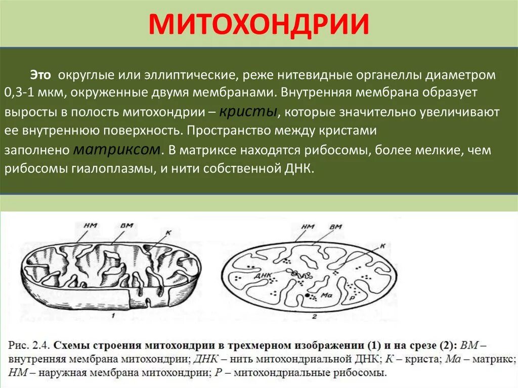 Что такое митохондрии простыми словами у человека. Митохондрия. Строение митохондрии. Митохондрии растительной клетки.