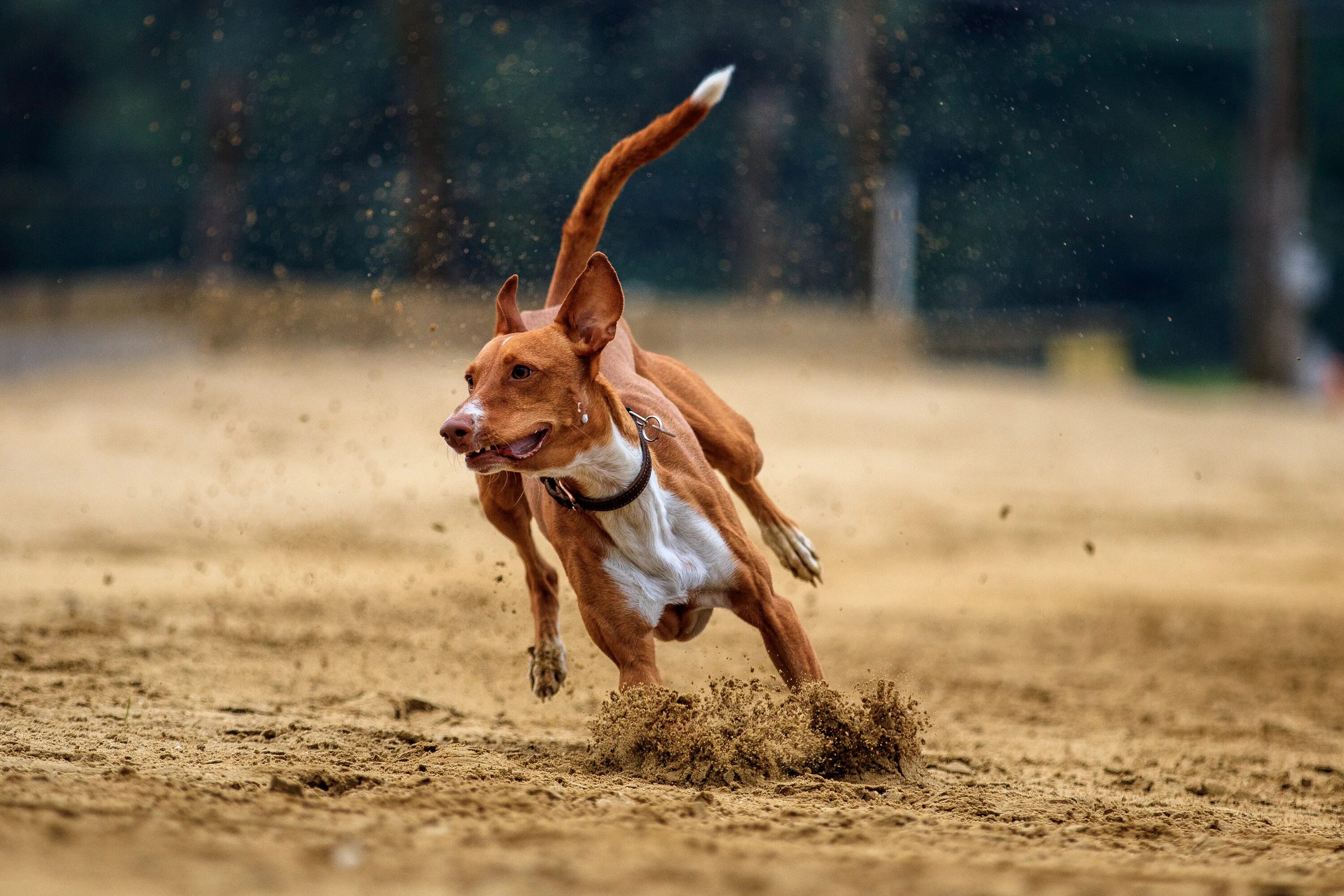 Собака бежит. Собака убегает. Собачьи бега. Бег с собакой. Run like dog