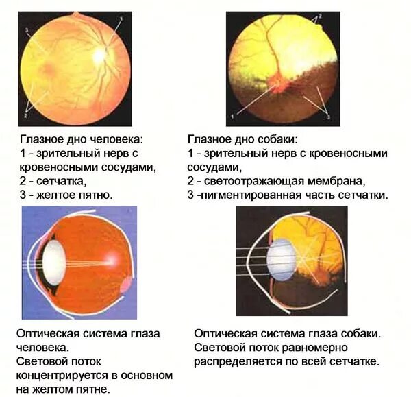 Ночное зрение у собак. Зрение собак. Каким зрением видят собаки. Какое зрение у собак.
