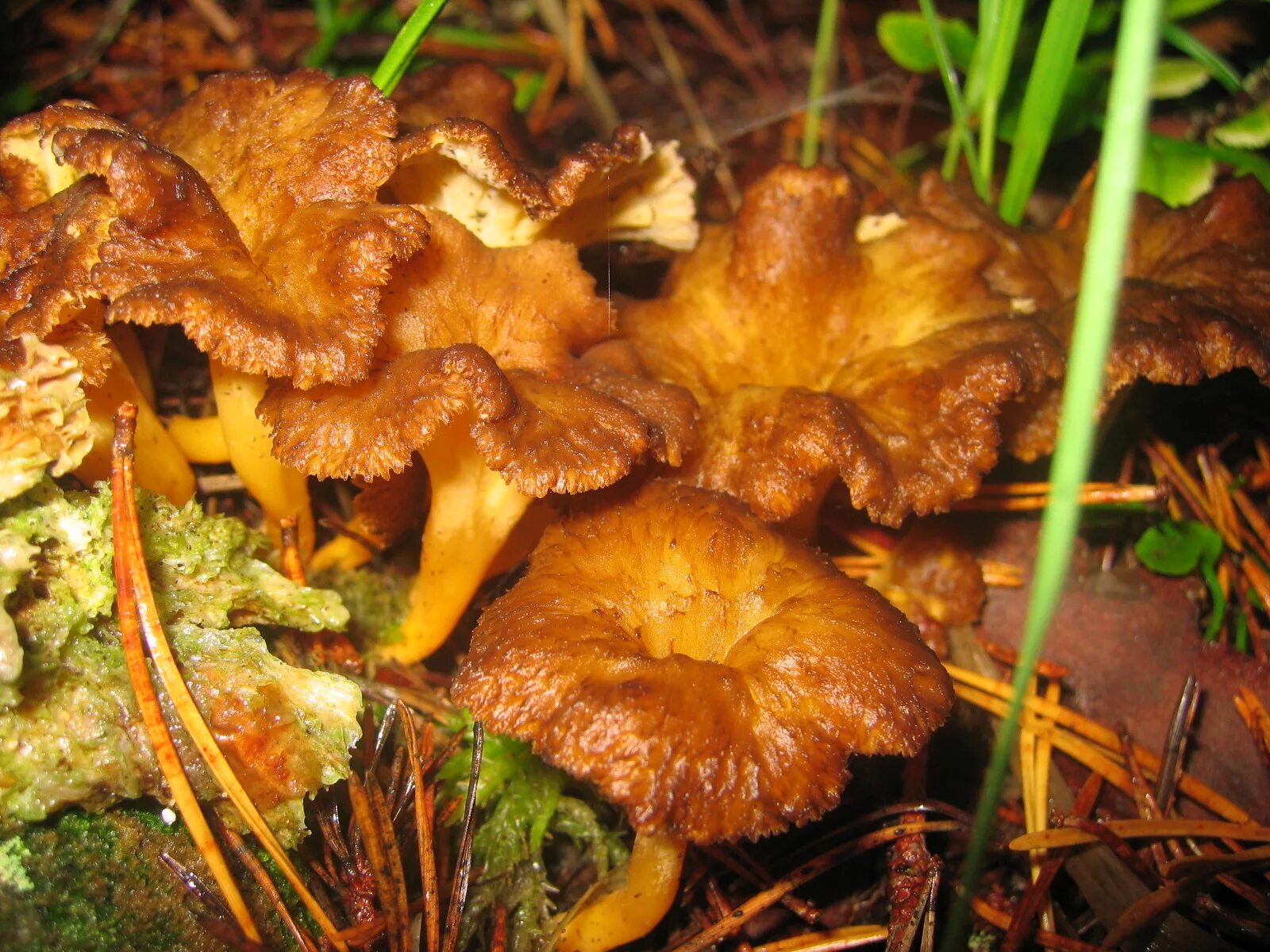 Опята трубчатые. Cantharellus lutescens. Лисичка желтеющая гриб. Лисичка ворончатая. Съедобные грибы лисички.