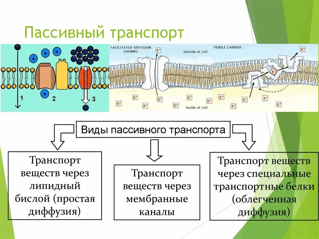 4. Активный и пассивный транспорт веществ через клеточную мембрану.. . Пассивный транспорт веществ в живой клетке. Активный и пассивный транспорт ионов через клеточную мембрану.