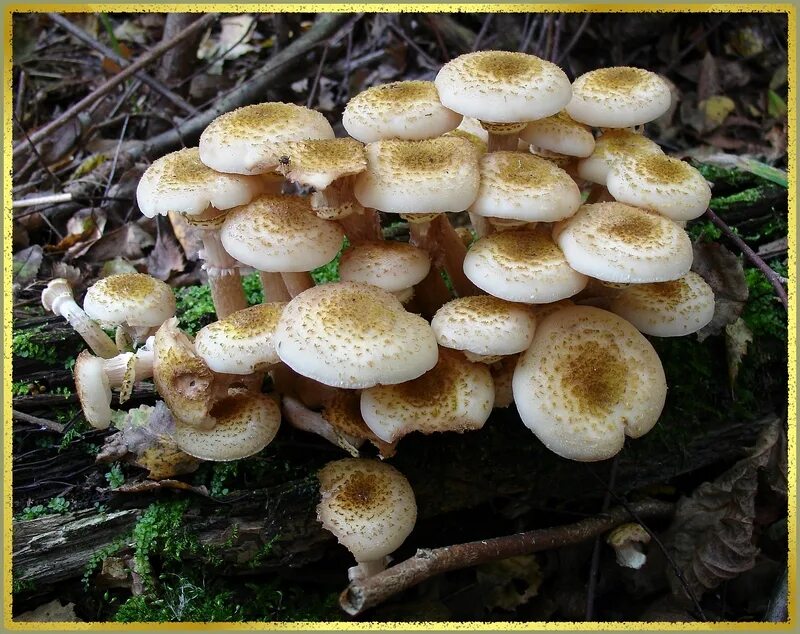 Свинушка гриб. Опята сыроежки. Сыроежка ломкая. Как выглядят грибы сыроежки и лисички. Грибы с названиями для детей сыроежки.