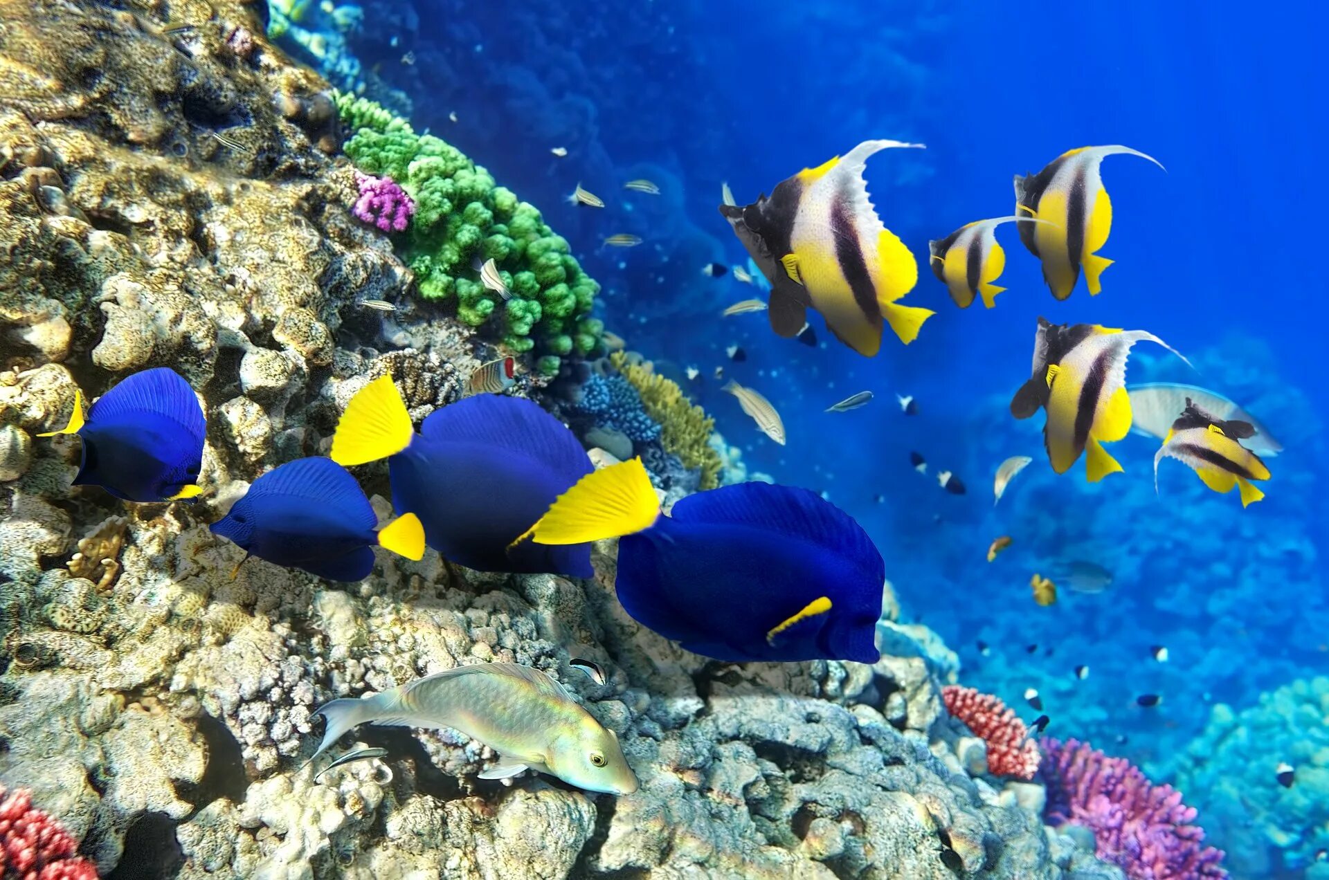 Морские рыбы в океане. Рифовые рыбы красного моря. Национальный морской парк Ватаму. Коралловые рифы красного моря. Рыбы кораллового рифа.