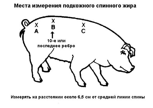 Измерение толщины шпика у свиней. Прибор для измерения шпика у свиноматок. Упитанность свиноматок. Измерение свиней