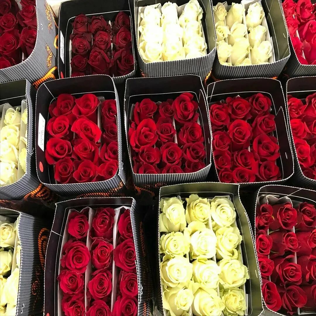 Розы оптом от производителя. Плантации роз в Эквадоре. Плантация Тесса Эквадор.