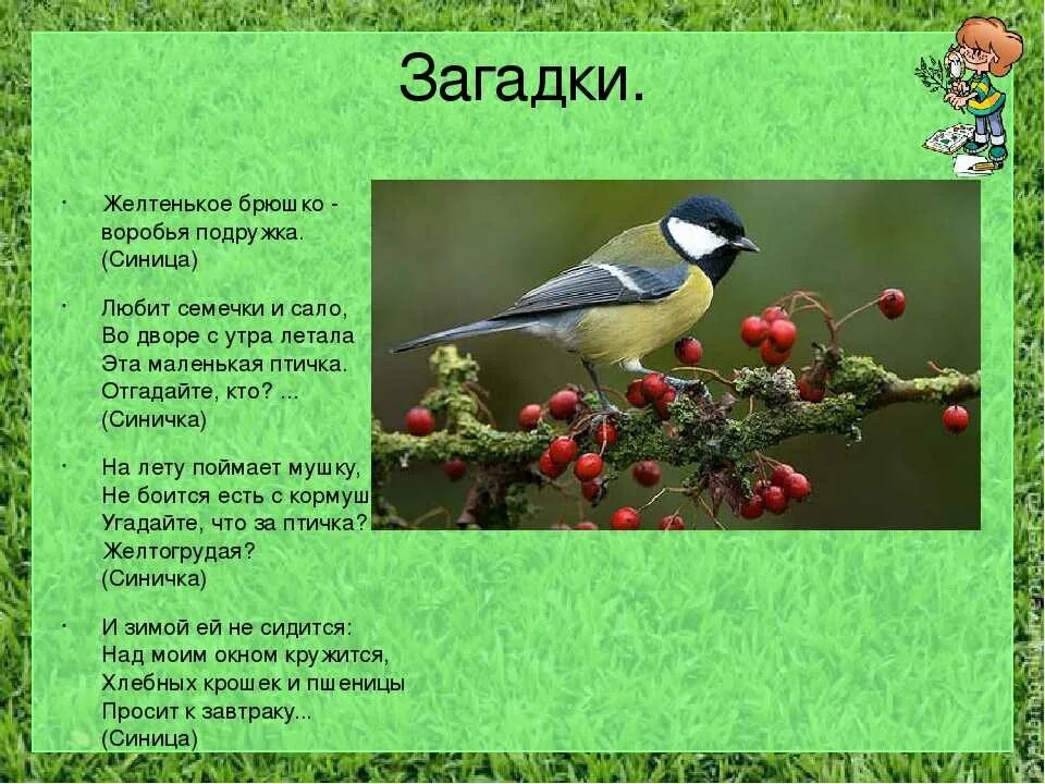 Загадка про синицу для детей. Загадка про синичку для детей. Загадка про синицу для дошкольников. Загадки про птиц.