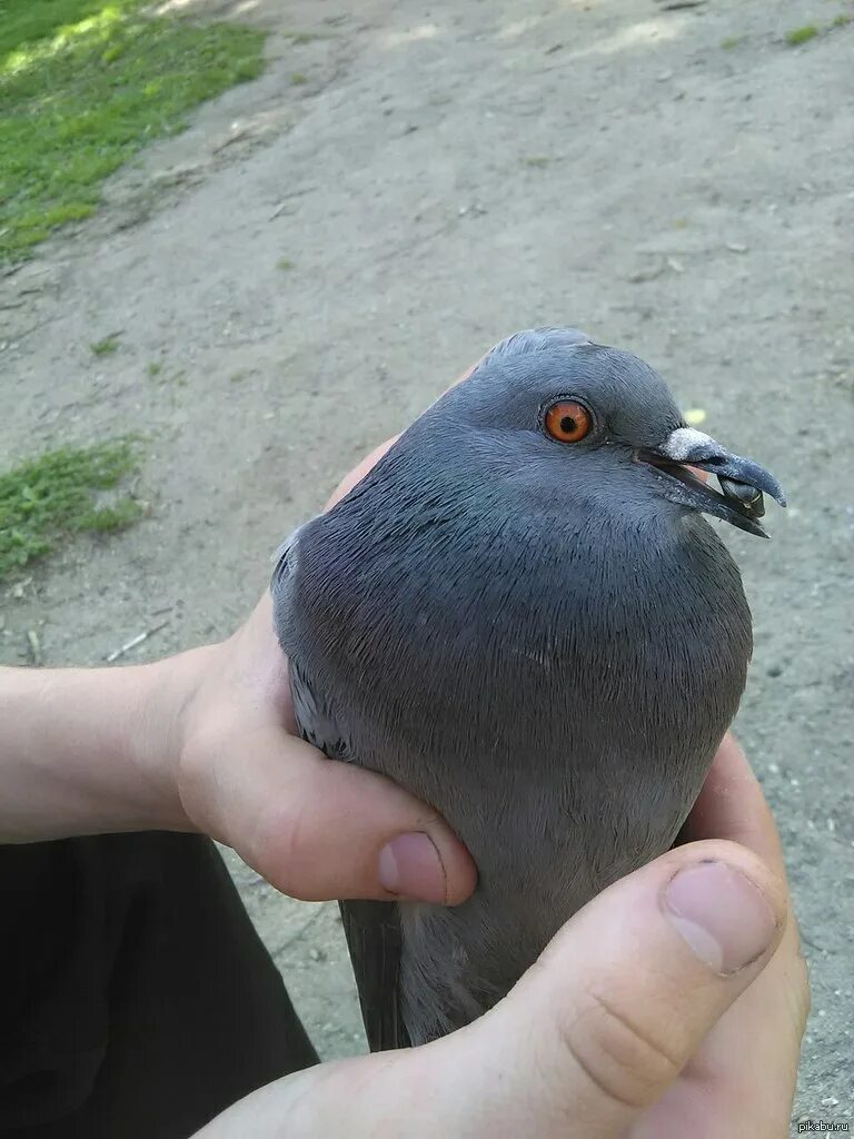 Гули ёсуман. Форум гули. Гули срен. Гули гули мем. Али гули.