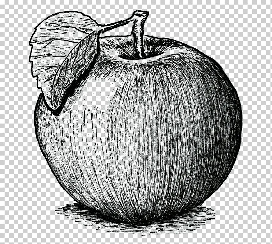 Яблоко нарисованное. Яблоко штриховка карандашом. Яблоко карандашом. Яблоко чб. Яблоко гравюра.