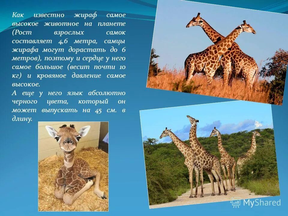 самый высокий жираф в мире. жираф фото. зоопарк ирвинов в австралии. высота самого высокого жирафа. длинношеий жираф.