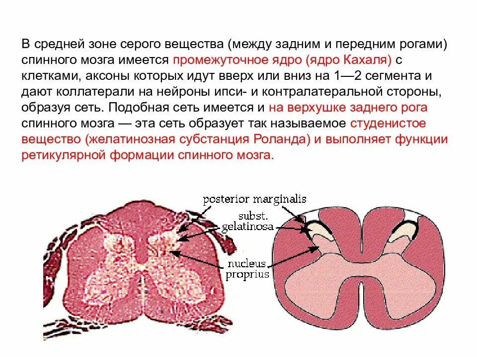 Ядра задних Рогов спинного мозга. Студенистое вещество спинного мозга функции. Промежуточное ядро серого вещества спинного мозга. Передние рога спинного мозга ядра. Аксон образует серое вещество