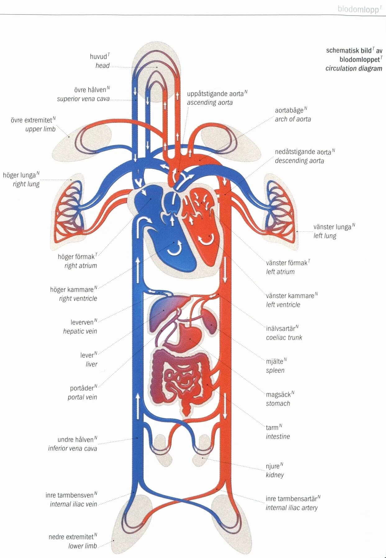 Circulatory system. Кровообращения. кровообращение схема на английском. blood circulation system. circulatory system diagram.
