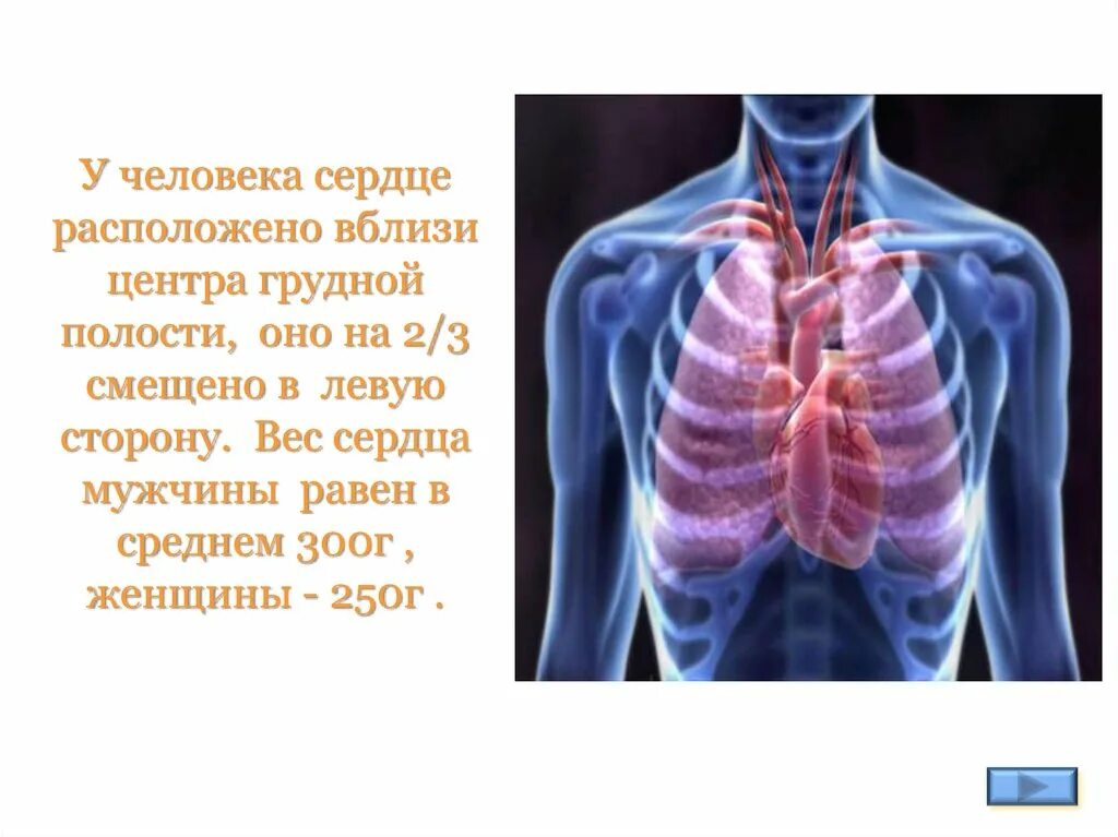 Строение и работа сердца. 8 класс - презентация онлайн