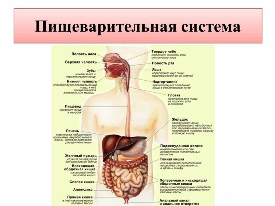 Области жкт