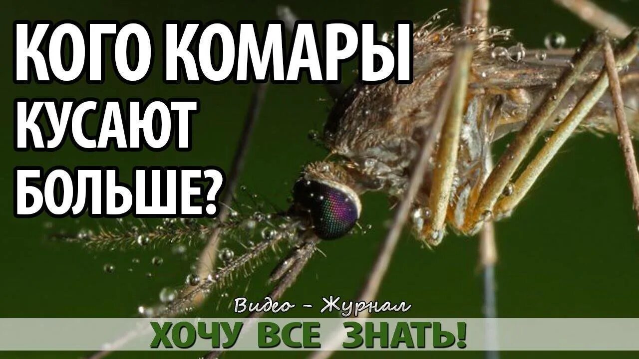 Сколько раз кусает комар. Самец комара. Какую группу крови любят комары больше. Кого меньше кусают комары. Какую группу крови любят комары.