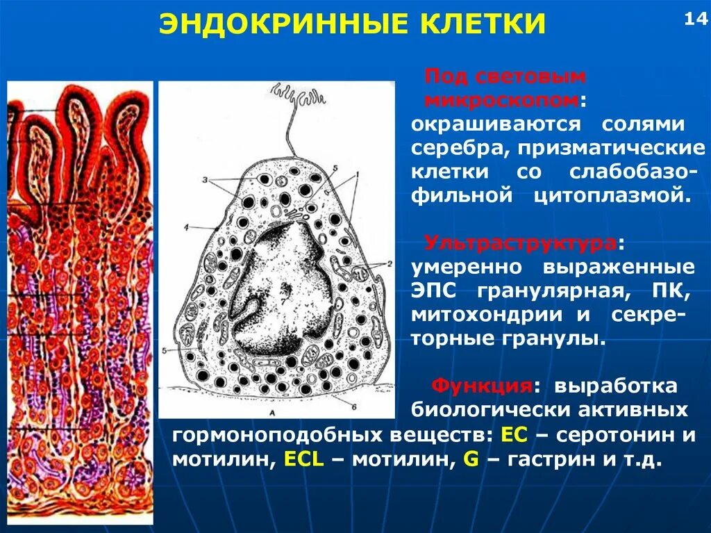 Эндокриноциты клетки желудка. Эндокринные клетки. Эндокринные клетки желудка. Эндокринные клетки желез желудка. Группы железистых клеток