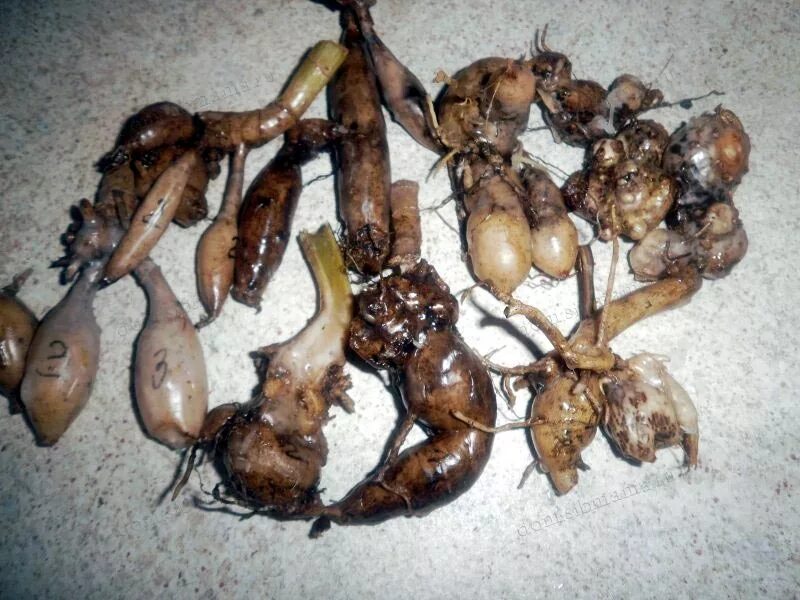 Клубни георгинов. Георгины клубни. Георгины многолетние луковицы. Хранение клубней георгинов зимой. Деление клубней георгин.