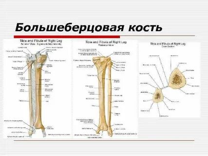 Диафиз берцовой кости