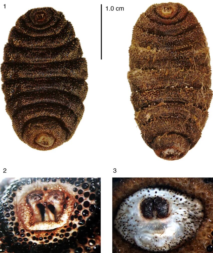 Larva перевод