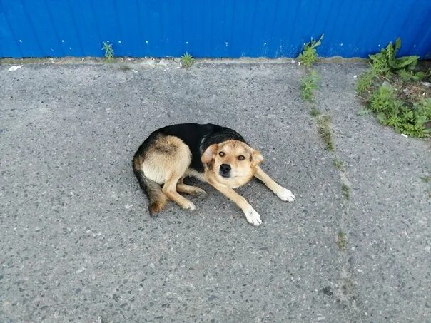 На улице жили щенки. Собачка малька и двое щенят. Жарят живого щенка.