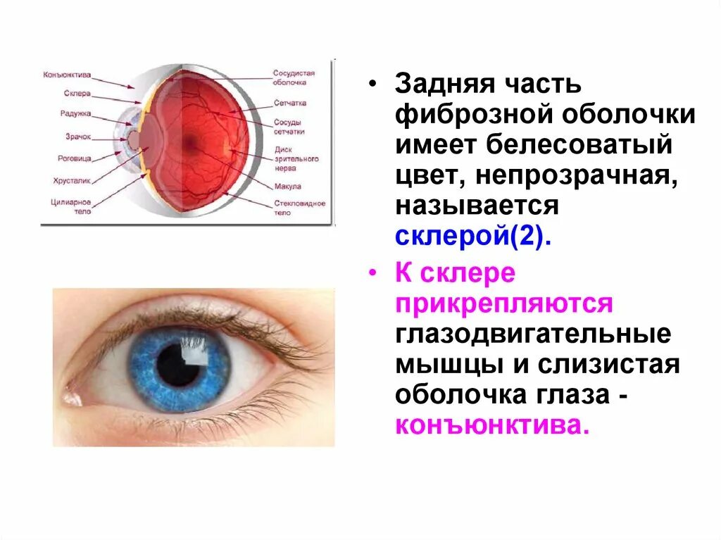 Строение глаза конъюнктива склера. Строение глаза слизистая оболочка. Строение глаза мешок глаза конъюнктивальный. Слизистая оболочка глазного яблока.