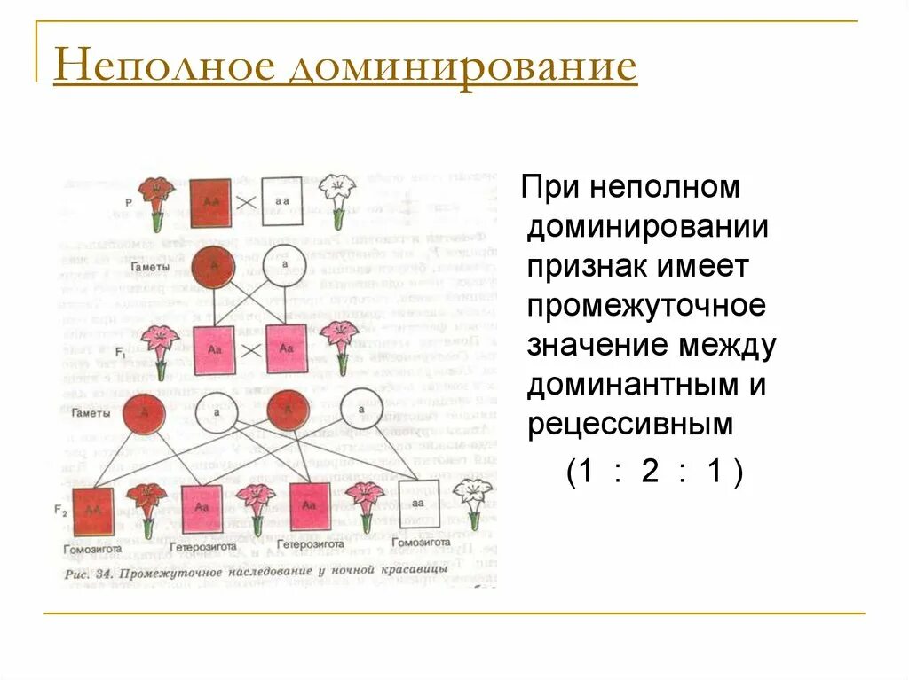 Принцип неполного доминирования. Законы Менделя при неполном доминировании. Промежуточный признак неполное доминирование. Третий закон Менделя при неполном доминировании. 1,2 Закон Менделя. Неполное доминирование.