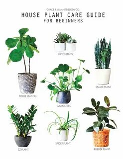 Plant guide