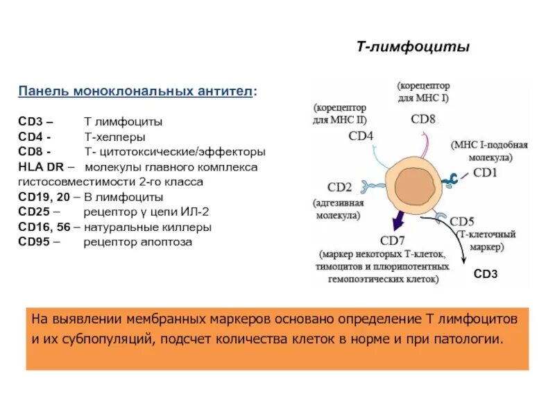 Адгезия cd4 рецептора т-лимфоцитов:. Cd3-cd8 рецепторы лимфоцитов. Cd4 и cd8 лимфоциты. Т лимфоциты с рецептором cd4.