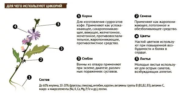 Можно ли пить цикорий при давлении повышенном. Цикорий от давления высокого. цикорий при панкреатите. цикорий при гипертонии. цикорий для поджелудочной.