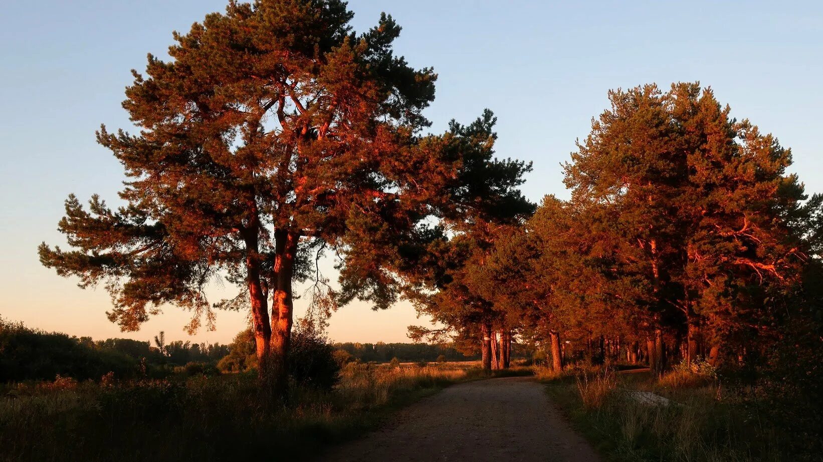 красноватые сосны. сосна. ель сибирская стробилы. сосна обыкновенная ствол. лес на стене.