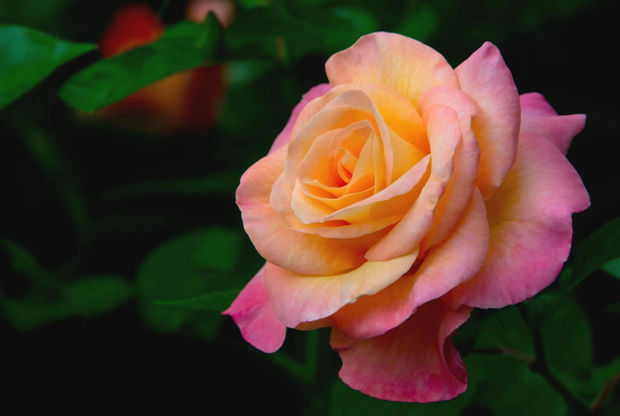 Rose is beautiful. Розы для красавицы.
