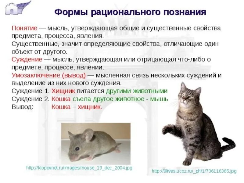 Термины формы познания. Формы рационального познания. формы рационального познания примеры. пример понятия как формы рационального познания. формы рациональногопощнания.