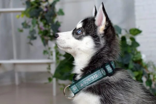 Ошейник для хаски. Ошейник Husky. Ошейники для хаски девочек. Хаски в ошейнике с шипами.