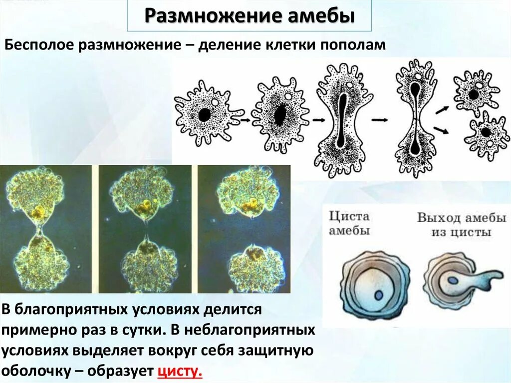 Тип Саркодовые и жгутиконосцы жгутиконосцы. Тип Саркодовые и жгутиконосцы Саркодовые. Размножение паразитических саркодовых. Размножение саркодовых и жгутиконосцев. Деление клетки пополам