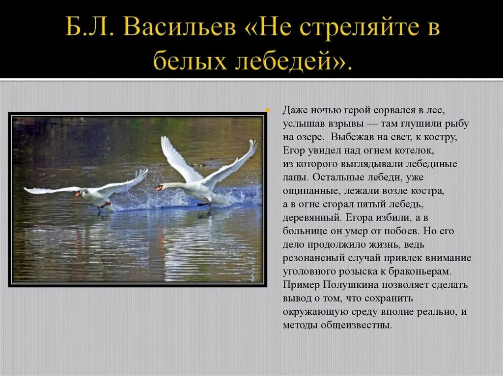 Белые лебеди краткое содержание. Не стреляйте в белых лебедей. Б Васильев не стреляйте в белых лебедей. Не стреляйте в белых лебедей краткое содержание. Васильев не стреляйте в белых лебедей содержание.