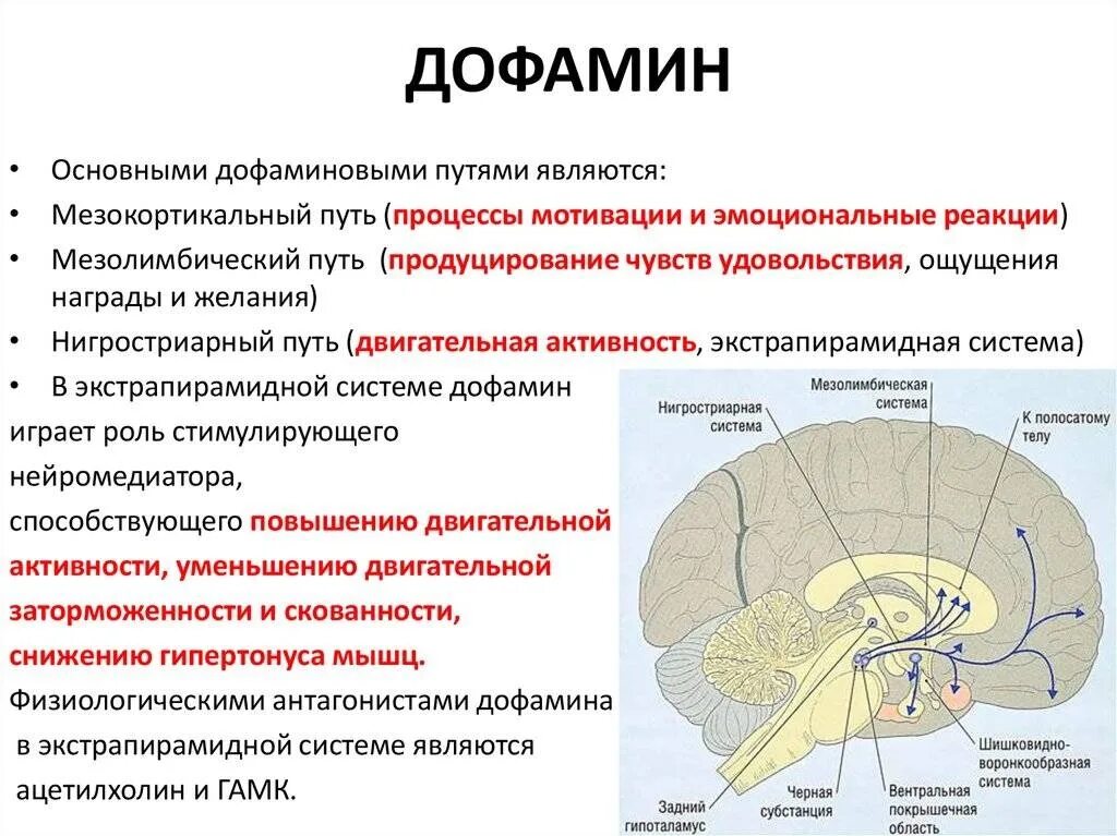 Дофаминергические пути в головном мозге. Экстрапирамидная система дофамин. Функции дофаминовой системы. Дофаминовые Нейроны строение.