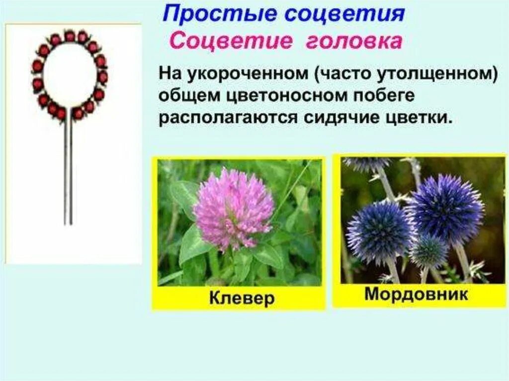 Биологическое значение соцветий 6