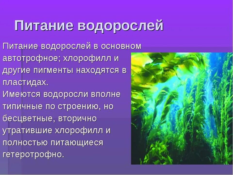 Какие водоросли наиболее часто используются в пищу. Водоросли 6 класс биология кратко. сообщение о водорослях. доклад про водоросли. сообщение об водораслях.