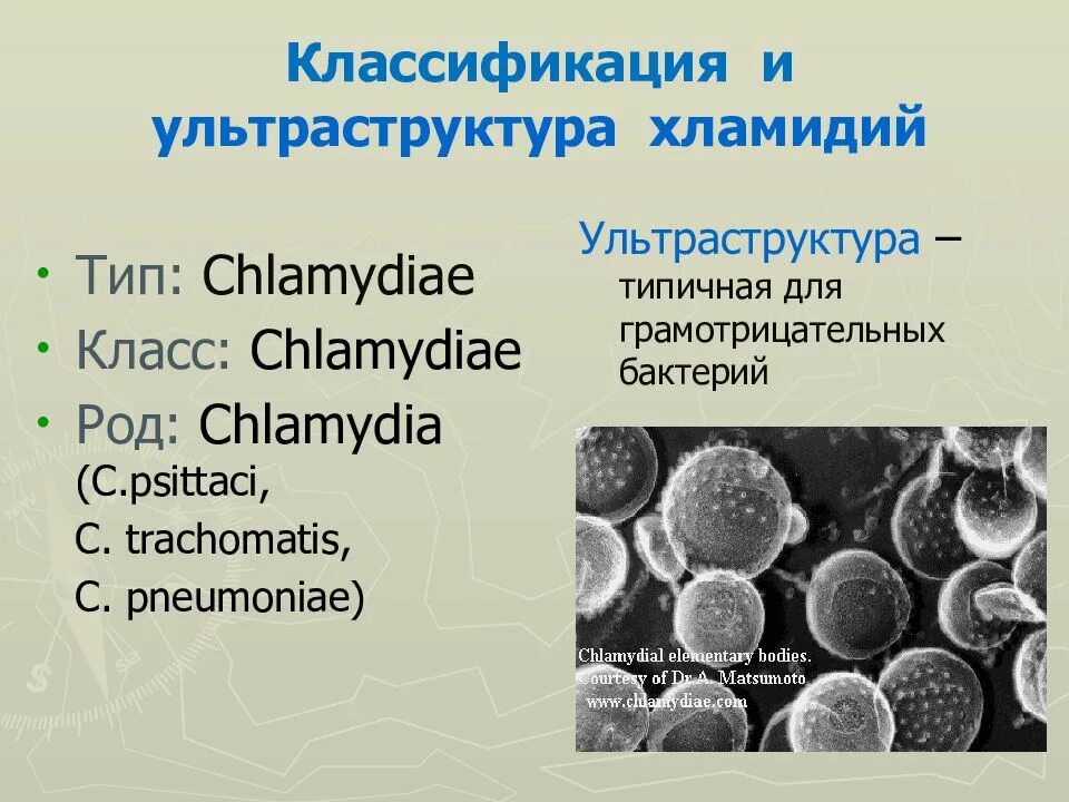 Хламидии это. Ультраструктура хламидий. Виды хламидий классификация.