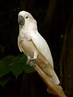 Какаду кофе