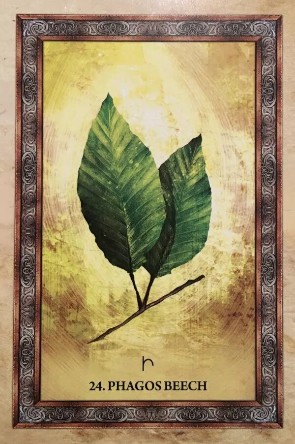 Оракул деревьев. Celtic tree oracle. кельтский оракул деревьев. кельтский оракул деревьев книга. книга &quot; огам-кельтский оракул деревьев&quot;.