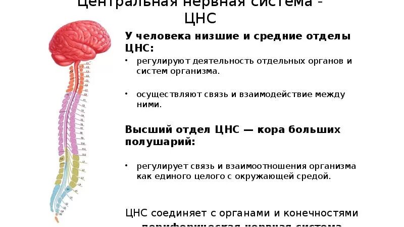 Высшая цнс. Низшие отделы цнс. высший отдел нервной системы. высшим отделом цнс является. низшие отделы центральной нервной системы.