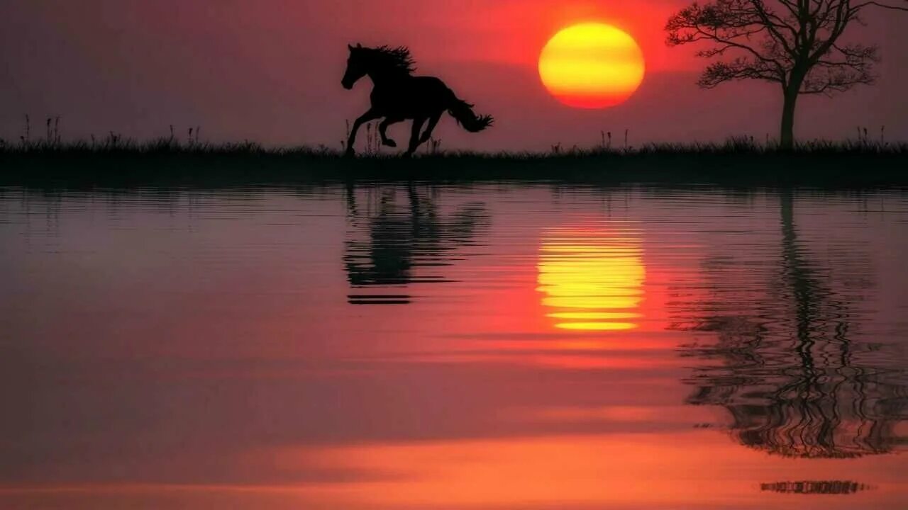 Конь на закате. Лошади на закате. Лошади на рассвете. Лошадь на фоне заката.