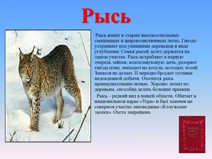 Лесные животные из красной книги 4 класс